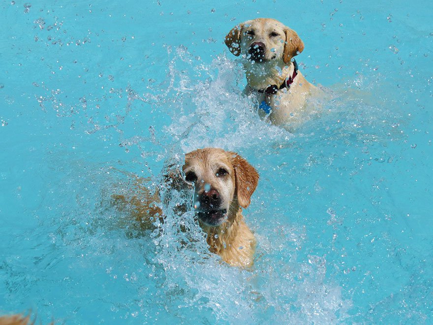 dog-pool-party-lucky-puppy-14