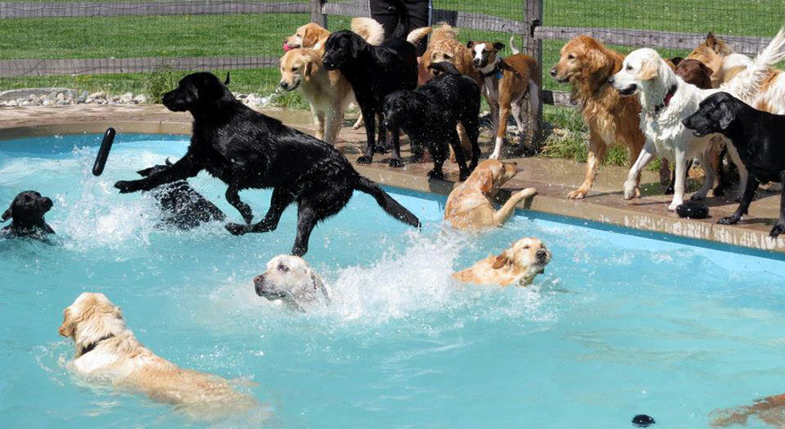 dog-pool-party-lucky-puppy-27