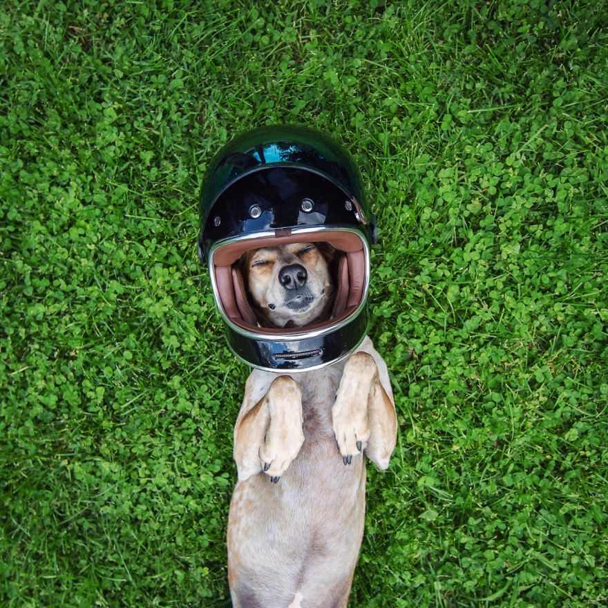 dog-traveling-car-motorcycle-maddie-on-road-2