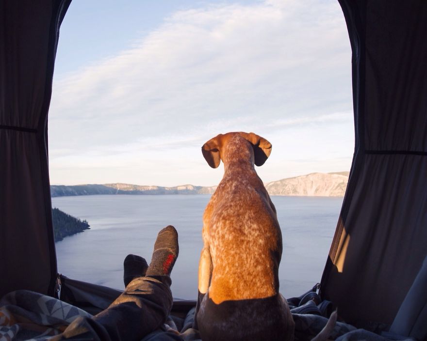 dog-traveling-car-motorcycle-maddie-on-road-20