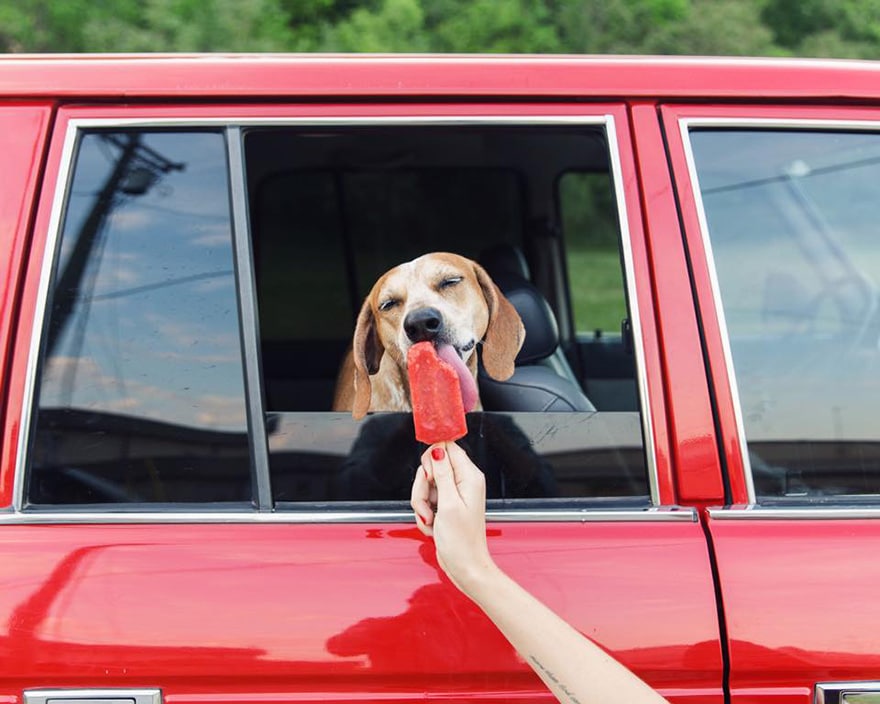 dog-traveling-car-motorcycle-maddie-on-road-9