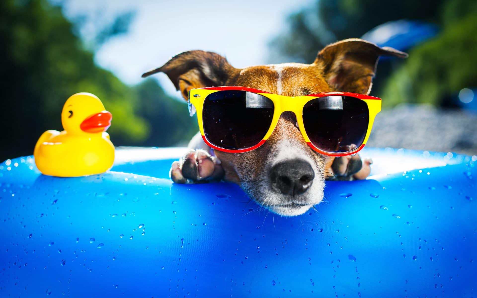dog-wearing-glasses-swimming-pool-wallpaper