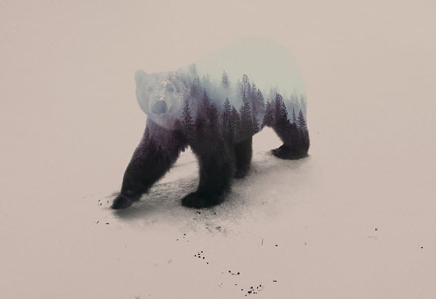 double-exposure-animal-photography-andreas-lie-19__880
