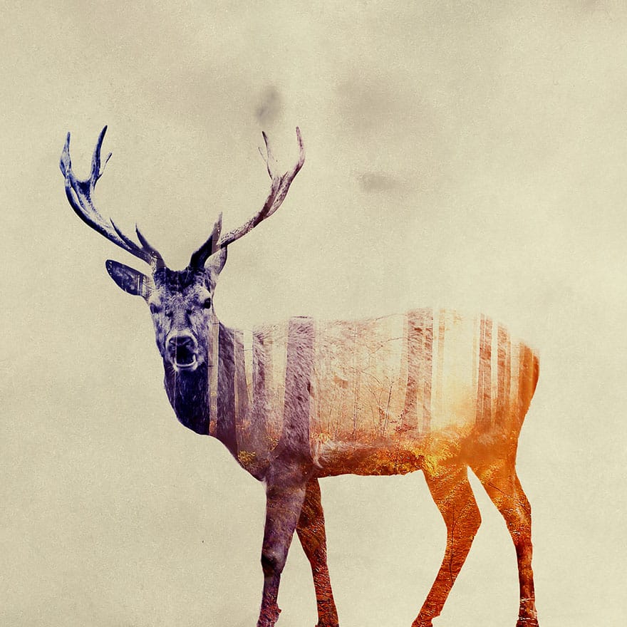 double-exposure-animal-photography-andreas-lie-21__880