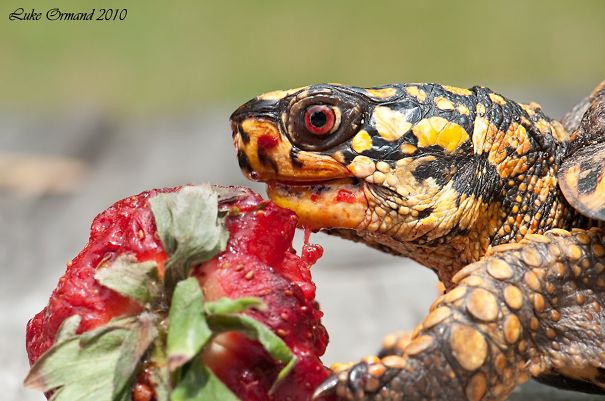 Eastern-Box-Turtle-and-Strawberry-3__605