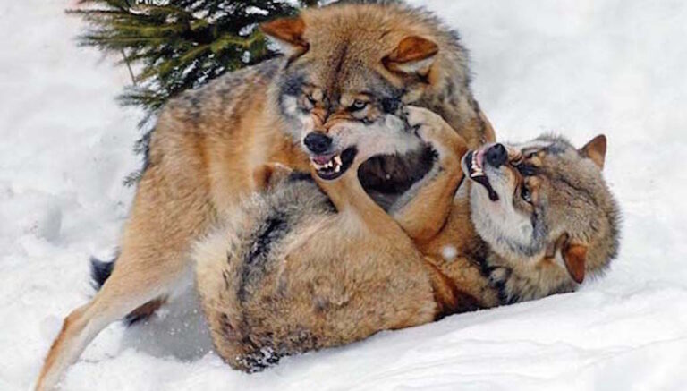 16 εντυπωσιακές φωτογραφίες από λύκους