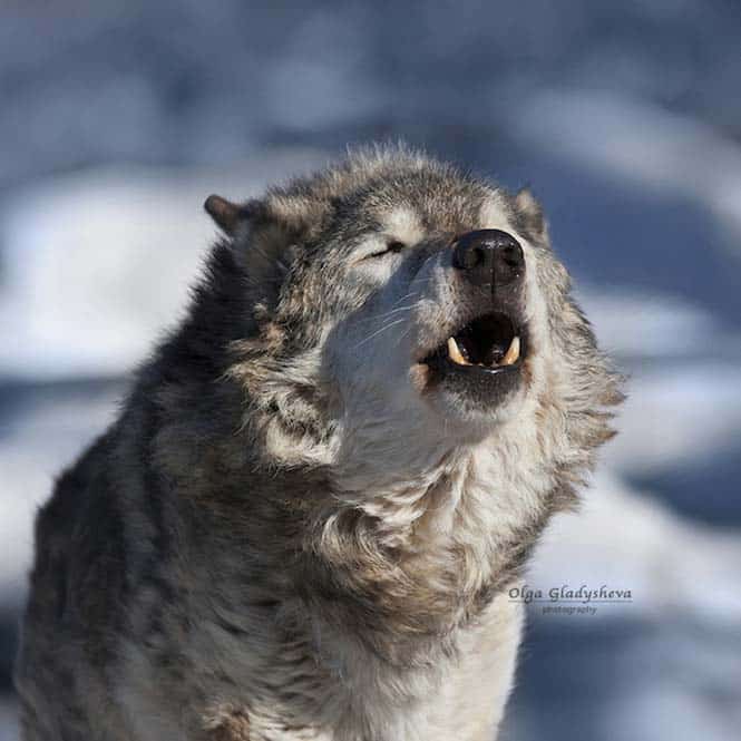 An old wolf male, howling among snowy winter. Dangerous and severe shaggy beast of the northern forest. Wild beauty of the forest dog.