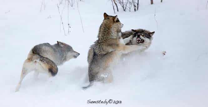 These wolves I met up close a little bit later...