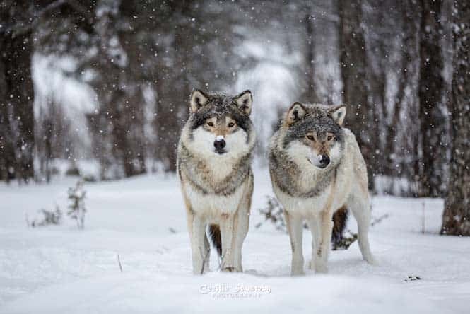 The Wolf Brothers