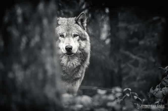 Canis lupus - wolf