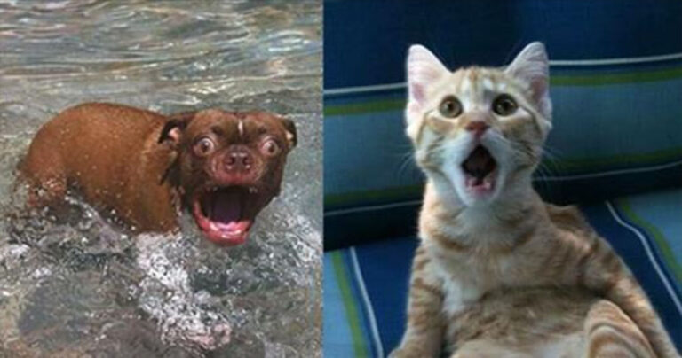 19 απίστευτα ζώα που είναι σοκαρισμένα με το τι συμβαίνει γύρω τους!