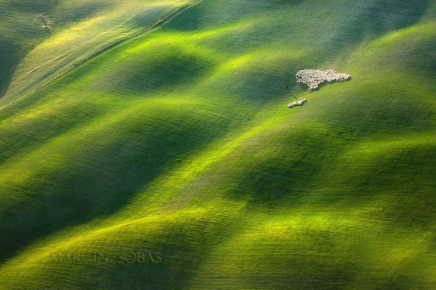 field-landscape-photography-only-sheep-marcin-sobas-tuscan
