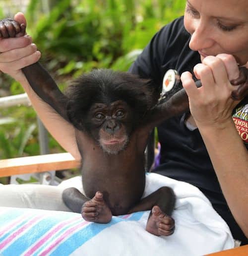 FIND-MOTHER-FOR-INFANT-CHIMPANZEE