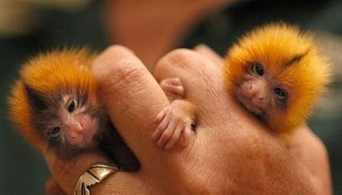 tilestwra.com -  Μαϊμούδες του δαχτύλου!