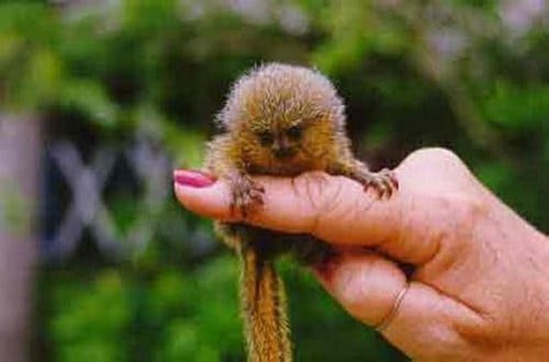 tilestwra.com -  Μαϊμούδες του δαχτύλου!