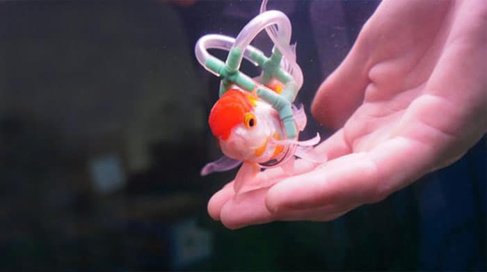 goldfish-wheelchair-cork-sling-float-2