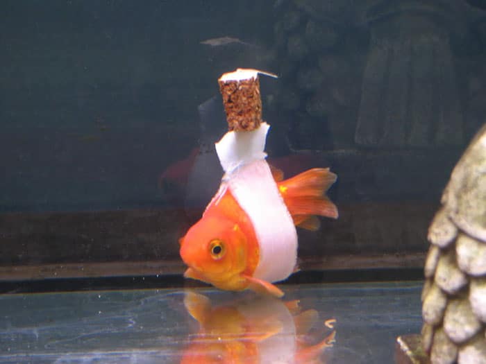 goldfish-wheelchair-cork-sling-float-coverimage