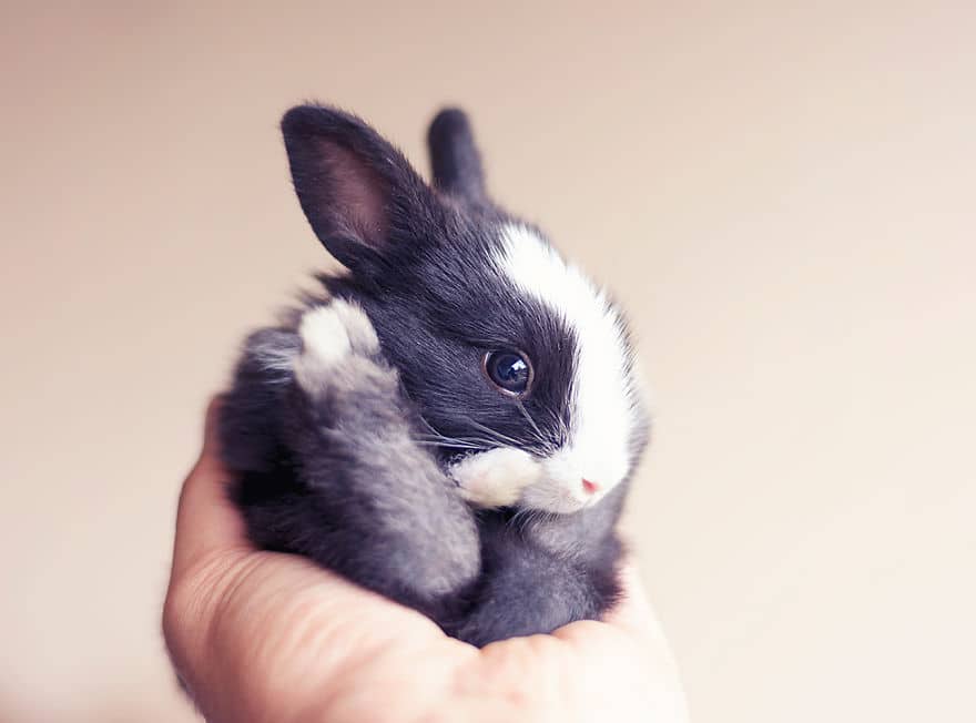 i photographed and documented my baby bunnies growing up12 880