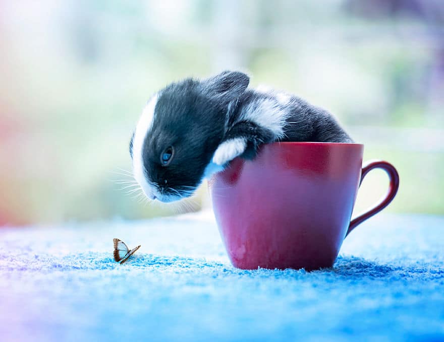 i photographed and documented my baby bunnies growing up13 880