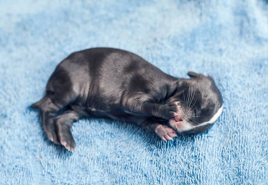 i photographed and documented my baby bunnies growing up1 880