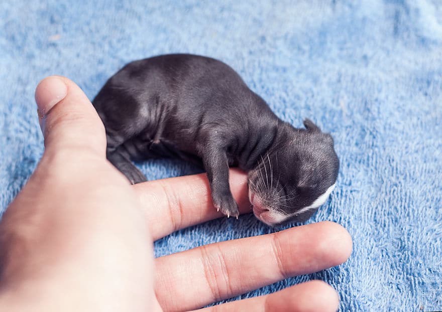 i photographed and documented my baby bunnies growing up2 880