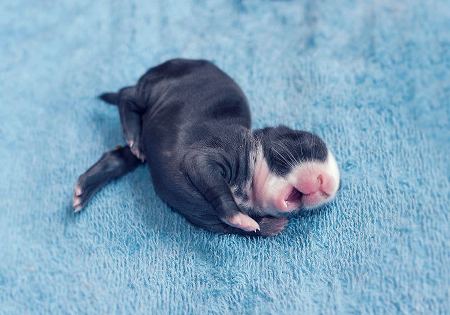 i photographed and documented my baby bunnies growing up3 880