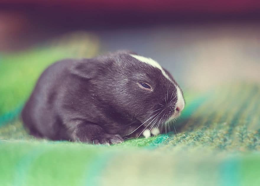 i photographed and documented my baby bunnies growing up5 880