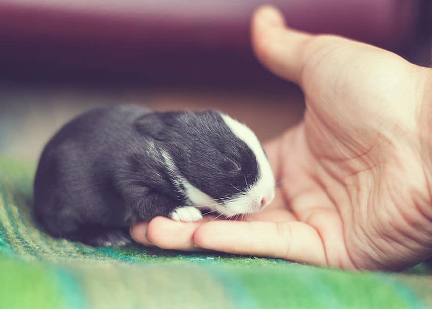 i photographed and documented my baby bunnies growing up6 880