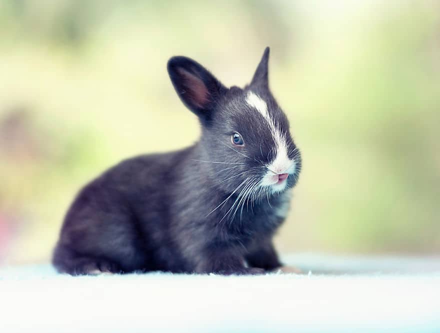 i photographed and documented my baby bunnies growing up7 880