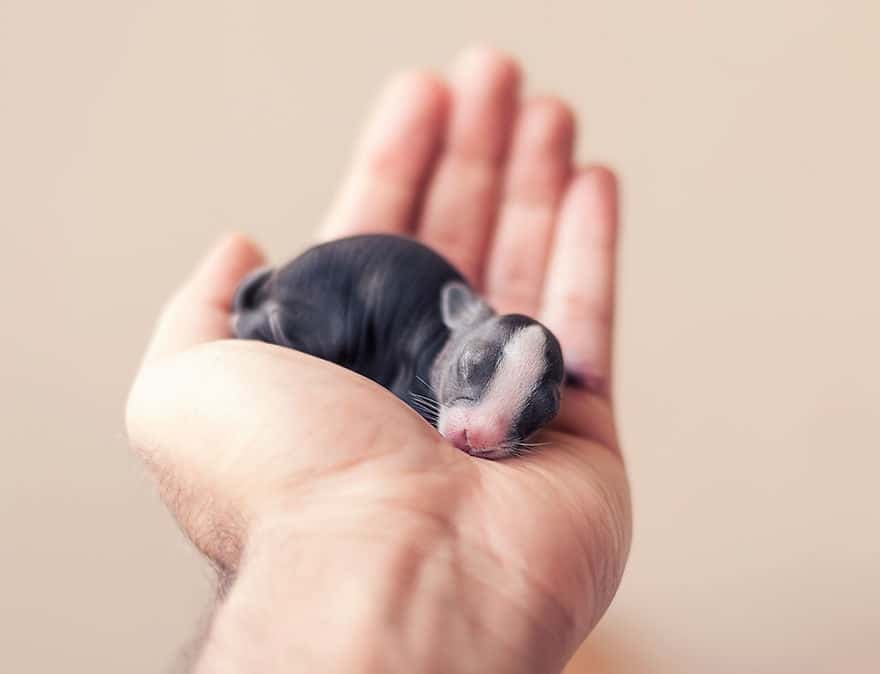 i photographed and documented my baby bunnies growing up9 880