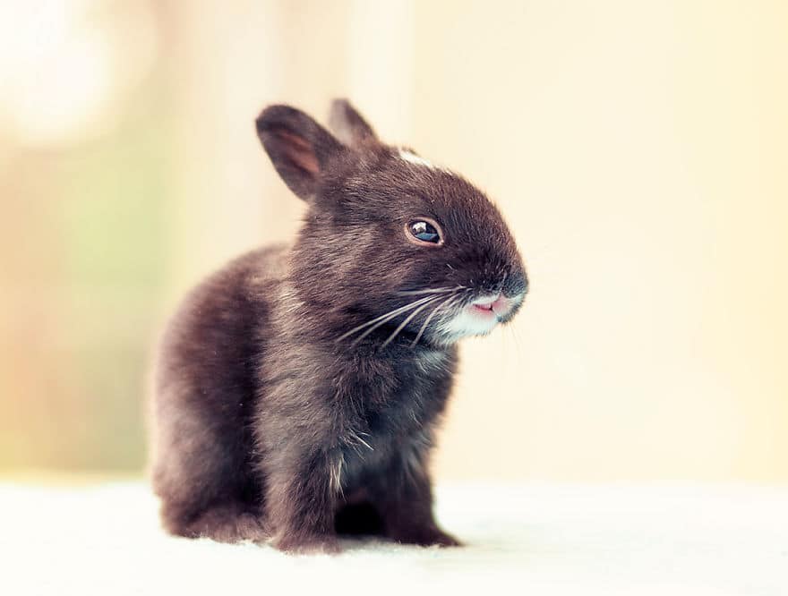 i photographed and documented my baby bunnies growing up 880