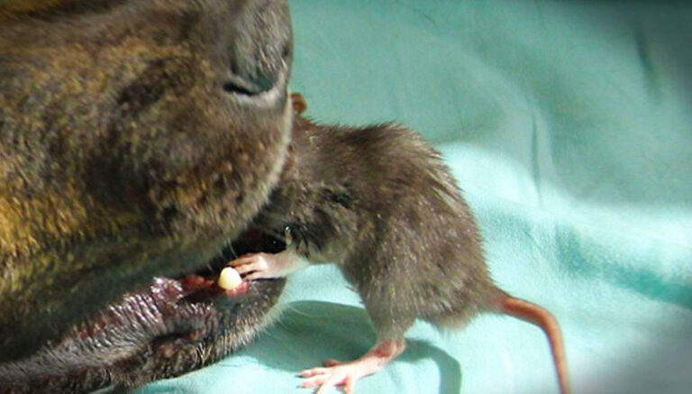 Ένας εγκαταλελειμμένος σκύλος και ένας αρουραίος έχουν γίνει οι καλύτεροι φίλοι!