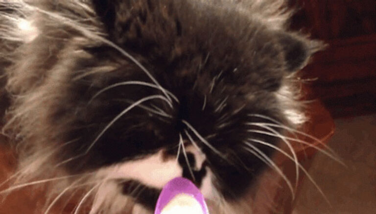 Η λαίμαργη γάτα τρώει απότομα το παγωτό. Δείτε την αντίδρασή της μόλις το φάει!