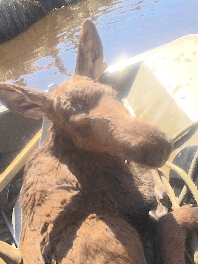 moose rescue 2 jpg1