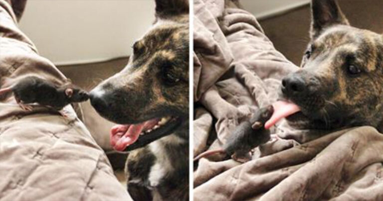 Μια ασυνήθιστη φιλία μεταξύ ενός σκυλιού και ενός ποντικού!