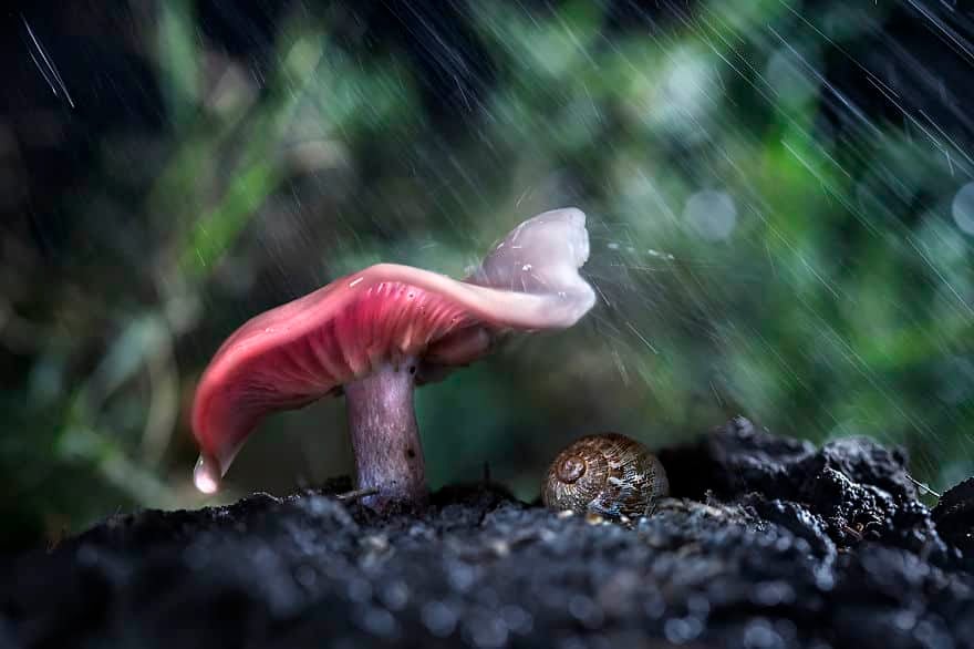 natural-umbrella-shelter-rain-animal-photography-15__880