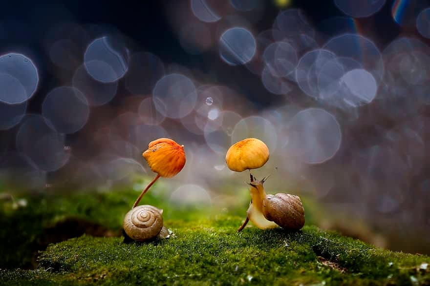 natural-umbrella-shelter-rain-animal-photography-19__880