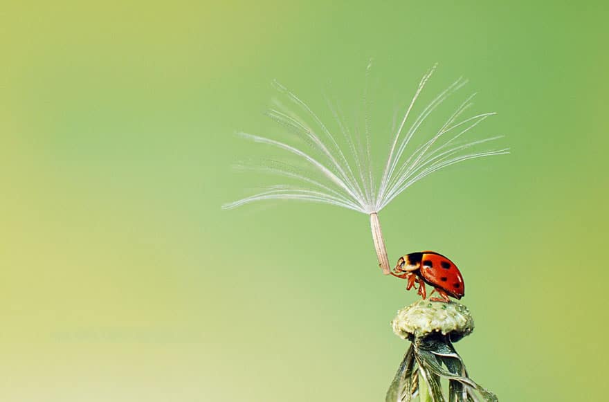 natural-umbrella-shelter-rain-animal-photography-20__880