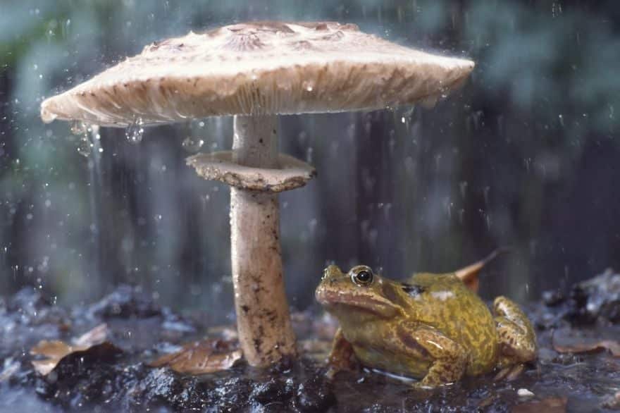 natural-umbrella-shelter-rain-animal-photography-22__880