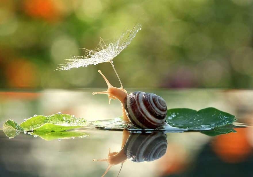 natural-umbrella-shelter-rain-animal-photography-25__880