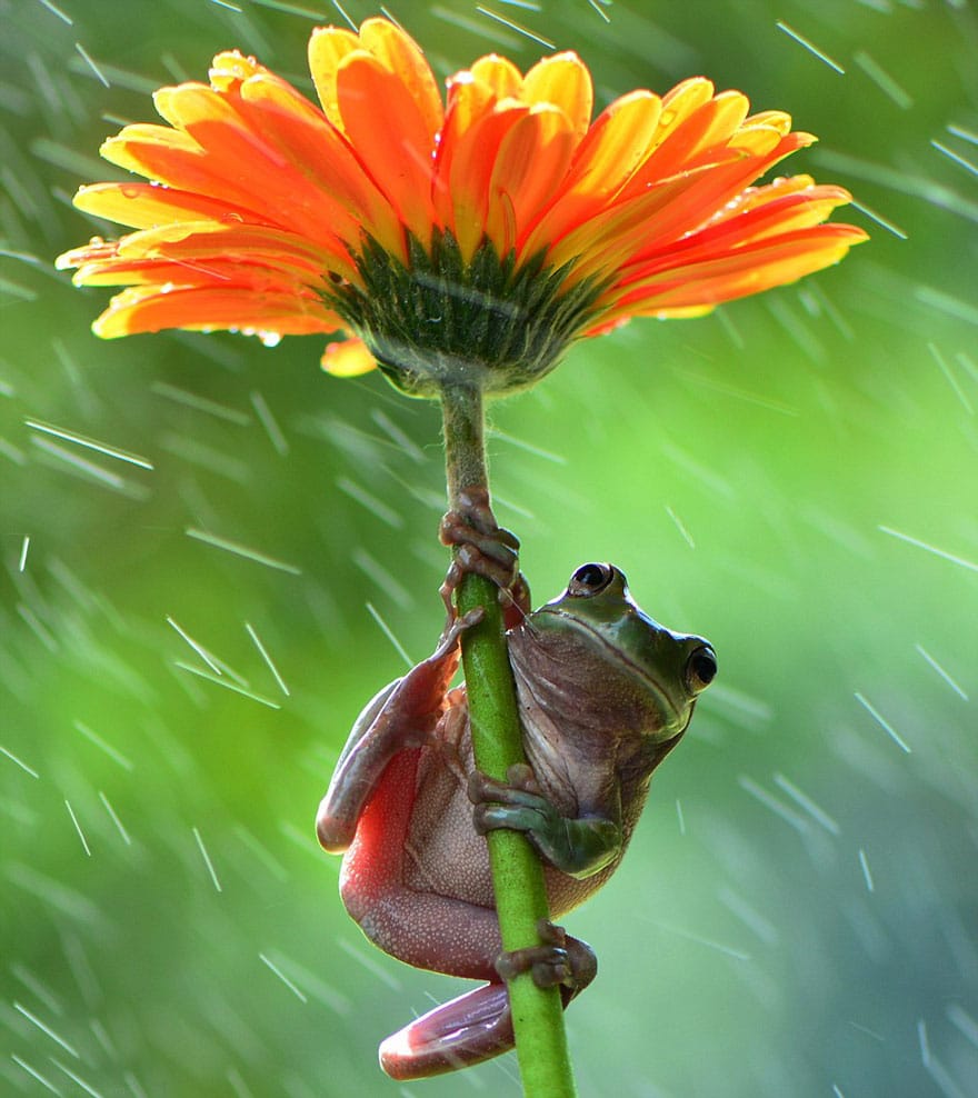natural-umbrella-shelter-rain-animal-photography-26__880