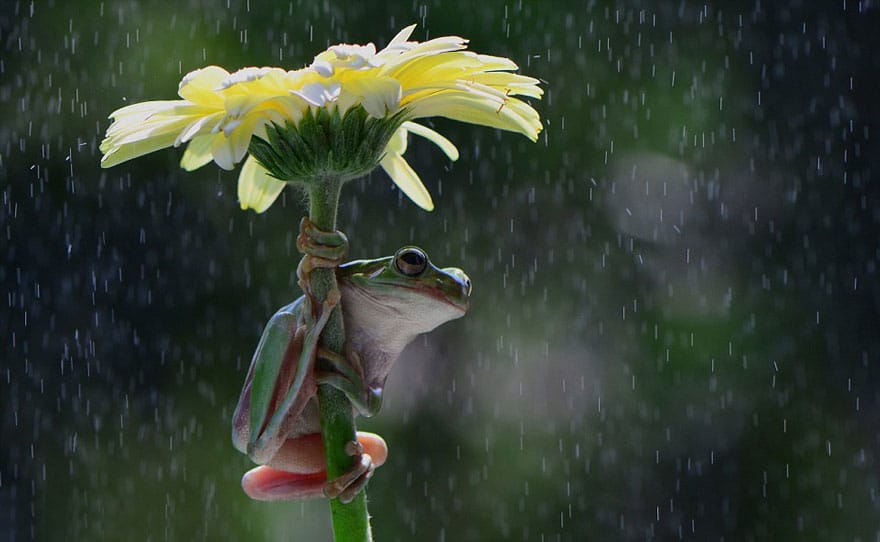 natural-umbrella-shelter-rain-animal-photography-27__880