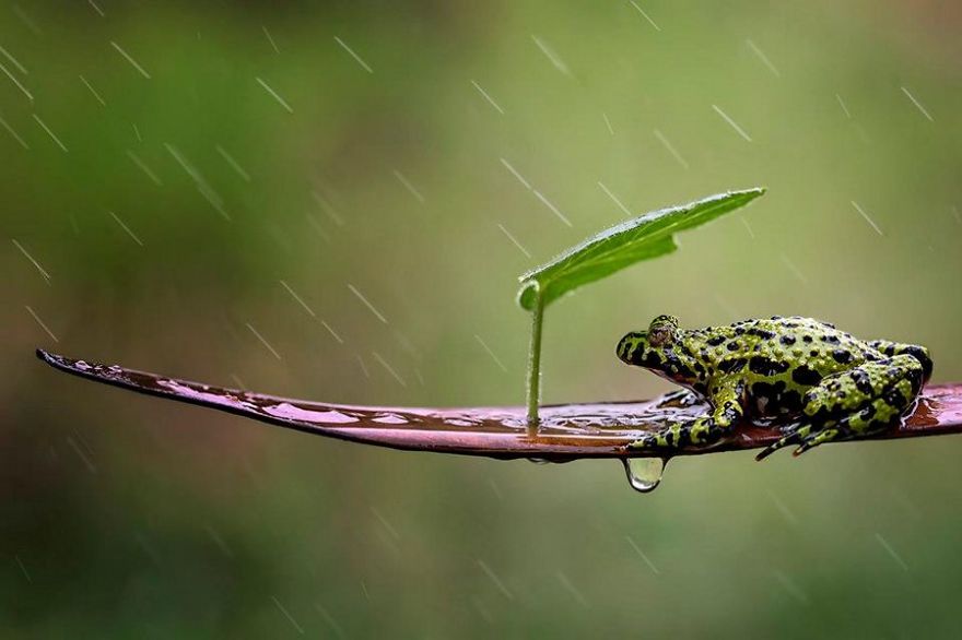 natural-umbrella-shelter-rain-animal-photography-29__880
