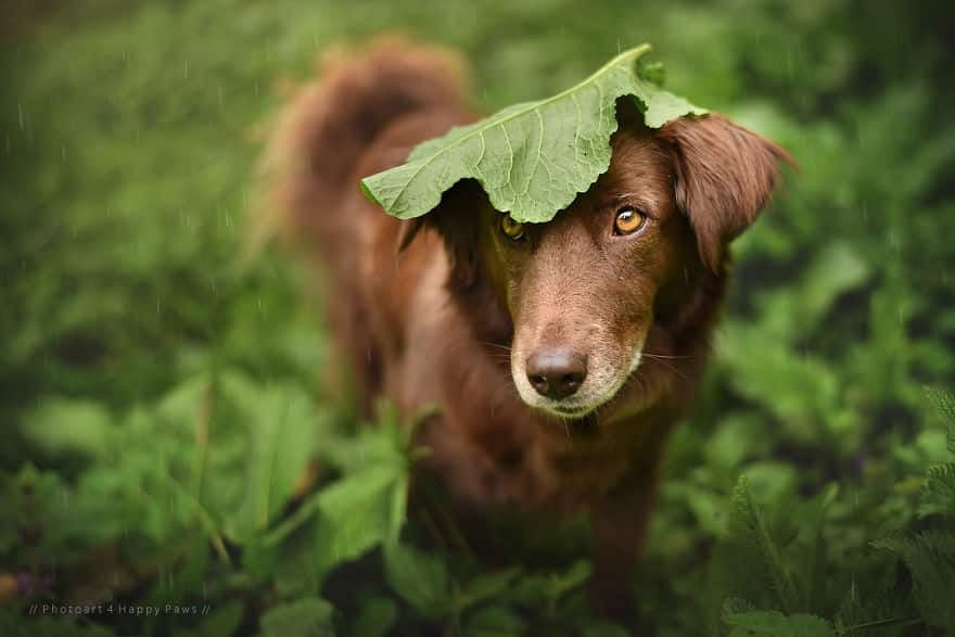 natural-umbrella-shelter-rain-animal-photography-30__880