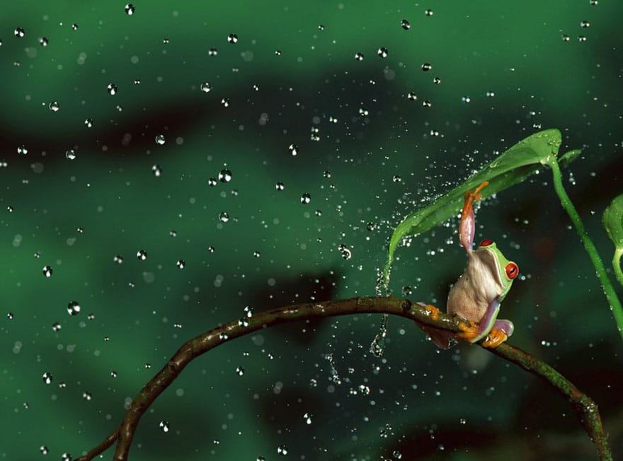 natural-umbrella-shelter-rain-animal-photography-31__880