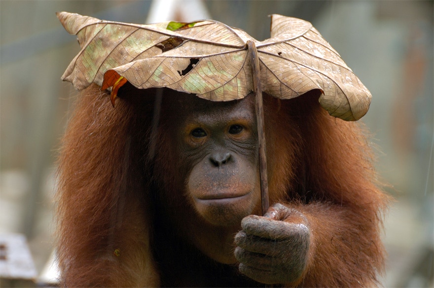 natural-umbrella-shelter-rain-animal-photography-3__880