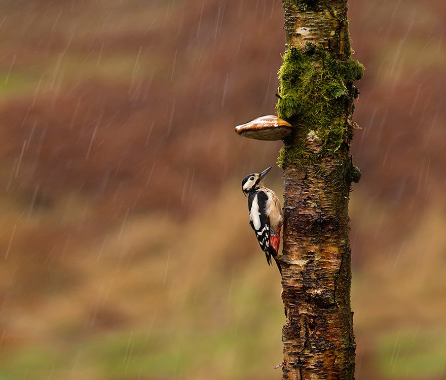 natural-umbrella-shelter-rain-animal-photography-5__880