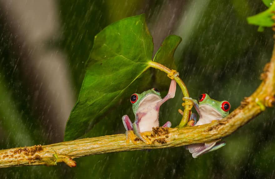 natural-umbrella-shelter-rain-animal-photography-8__880