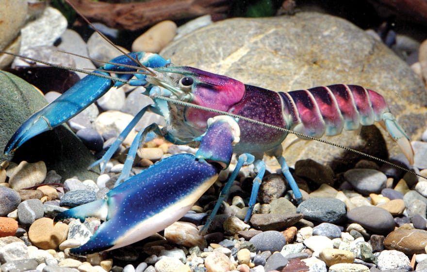 new-crayfish-species-discovered-cherax-pulcher-christian-lukhaup-indonesia-4