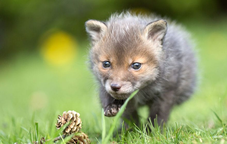 orphaned fox cub adopted dog ziva dinozzo germany 10
